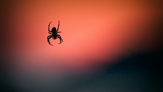 Αράχνη στα Κανάρια Νησιά έχασε το μισό DNA της και άφησε άναυδους τους επιστήμονες που μιλούν για κάτι αδύνατο