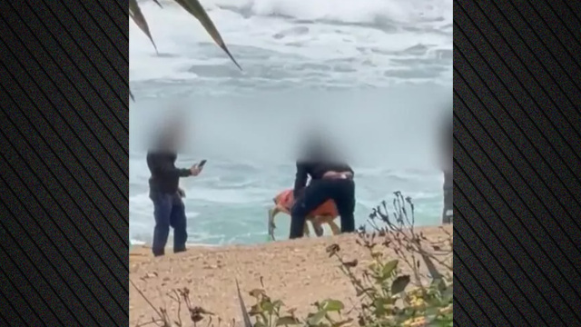 Αντιδράσεις για βίντεο με υπαλλήλους να κακομεταχειρίζονται θαλάσσια χελώνα στην Κύπρο, έγινε καταγγελία στην αστυνομία