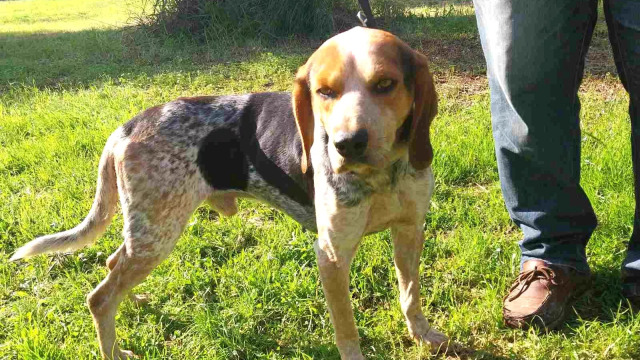 Ο υπέροχος Όλιβερ εγκαταλείφθηκε σε μια ερημική περιοχή- Ψάχνει ένα σπίτι να ζήσει ευτυχισμένος