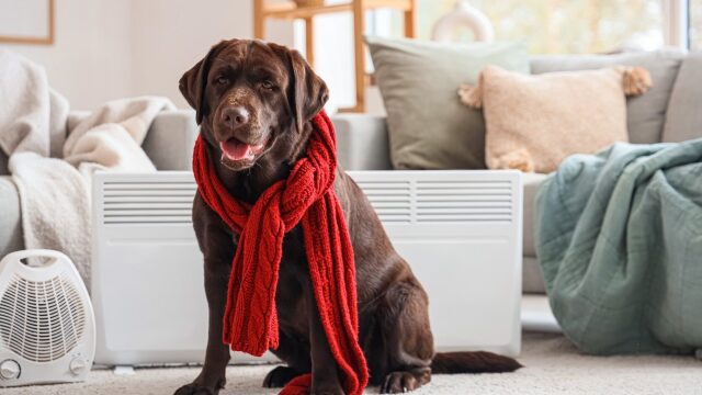 To λάθος που κάνουμε τον χειμώνα με την υγεία του σκύλου μας