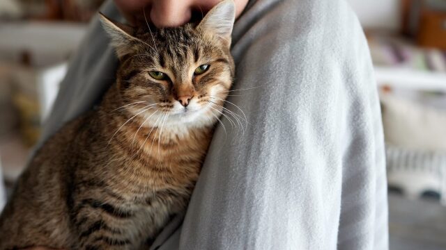 Έχετε γάτα; 3 πράγματα που αποκαλύπτει αυτό για τον χαρακτήρα σας