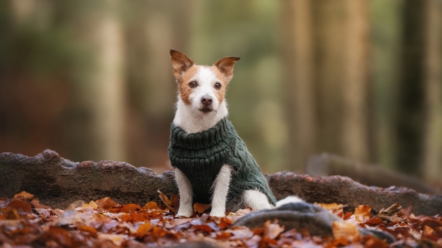 Τα ρούχα που θα προστατέψουν τον σκύλο σας τις πιο κρύες μέρες του χειμώνα