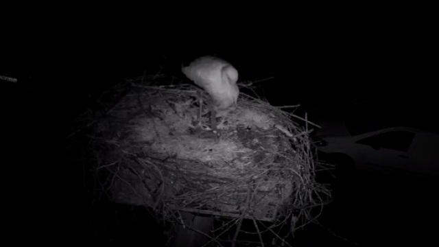 Ο πελαργός που αψηφά το κρύο και μένει στη Φιλιππιάδα για να προστατεύσει τη φωλιά του