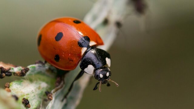 Πού πάνε τα έντομα που εξαφανίζονται τον χειμώνα