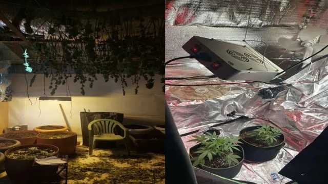 Εξαρθρώθηκε από το ελληνικό FBI εγκληματική οργάνωση για καλλιέργεια και διακίνηση κάνναβης στη Ρόδο 
