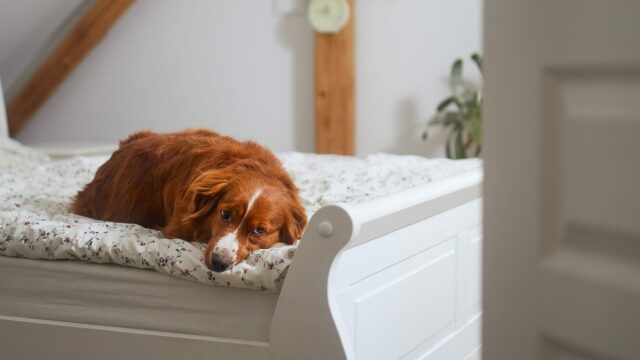 Σας φαίνεται θλιμμένος ο σκύλος σας; Τι μπορεί να συμβαίνει
