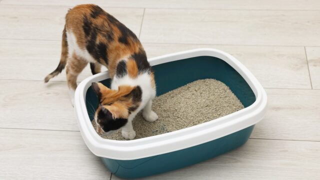 Γιατί οι γάτες θάβουν τα περιττώματά τους; Οι λόγοι που οι σκύλοι δεν το κάνουν