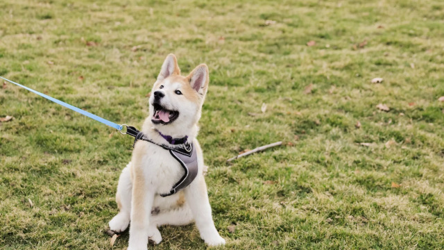 Αρνείται ξαφνικά ο σκύλος σας να προχωρήσει κατά τη διάρκεια της βόλτας; Γιατί μπορεί να συμβαίνει αυτό