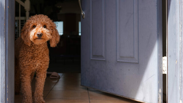 Πώς αισθάνεται ο σκύλος μας όταν μας βλέπει μετά από καιρό
