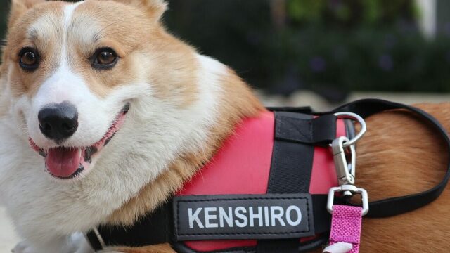 Πώς λέτε τον σκύλο σας; Τι δείχνει το όνομά του για τον χαρακτήρα σας