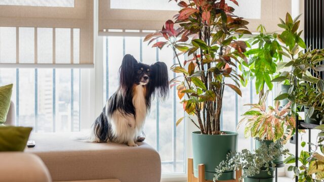 Σκύλος σε διαμέρισμα: Όσα πρέπει να γνωρίζετε και όσα δεν ισχύουν
