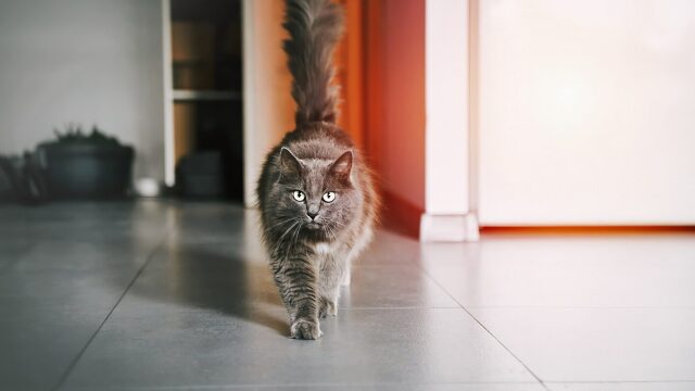 Γιατί οι γάτες περπατούν αθόρυβα - Τι κρύβει αυτή η συμπεριφορά