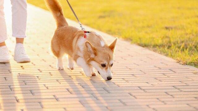 Γιατί οι σκύλοι μυρίζουν τα πάντα όταν βγαίνουν βόλτα; Οι πληροφορίες που μαθαίνουν
