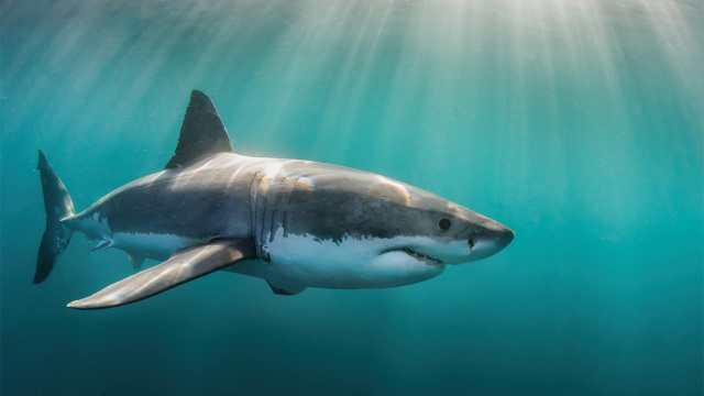 Μεγάλος λευκός καρχαρίας: Εξαφανίζεται από τη Μεσόγειο παρά το καθεστώς προστασίας