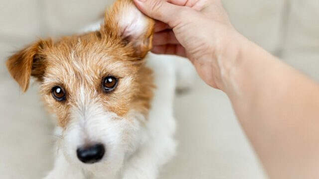 Με ποιους τρόπους μπορείτε να καθαρίσετε τον σκύλο σας χωρίς να τον κάνετε μπάνιο
