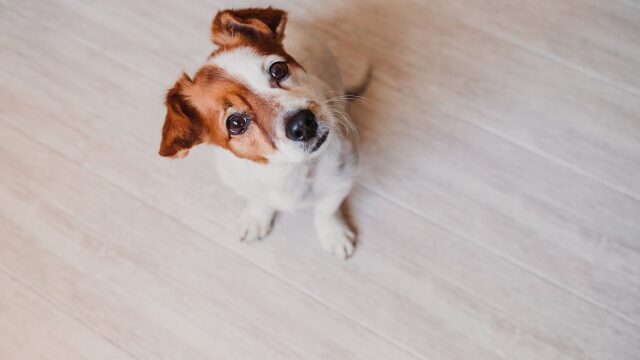 Η μνήμη των σκύλων - Θυμούνται πρόσωπα, μέρη, συναισθήματα;
