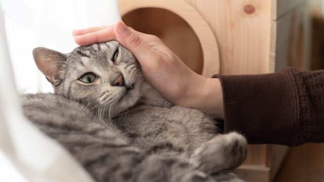 8 πράγματα που μισούν οι γάτες και καλό είναι να τα γνωρίζετε
