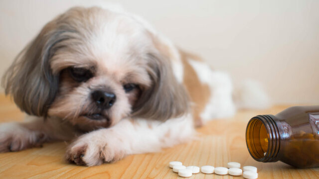 Ποια ανθρώπινα φάρμακα είναι επικίνδυνα για τον σκύλο μας