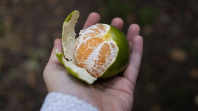 Η εφαρμογή που δείχνει, σε όλο τον κόσμο, πού μπορεί κανείς να βρει δωρεάν τροφή στη φύση