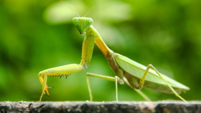 Πράγματα που δεν ξέρατε για το Αλογάκι της Παναγίας και τα μαντώδη που πολλά τρώνε τους συντρόφους τους στο ζευγάρωμα
