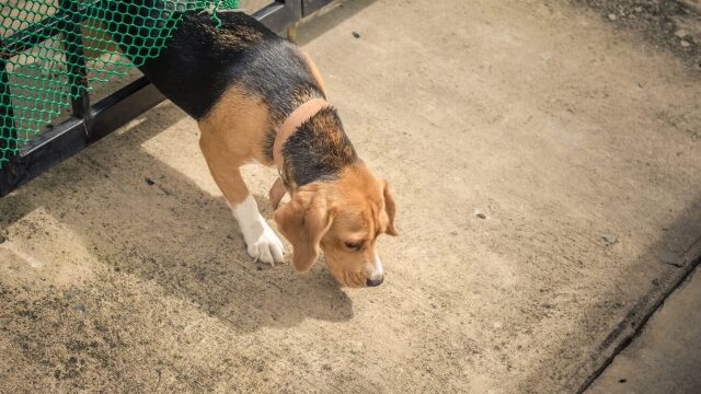 Έχει ο σκύλος σας τάσεις φυγής; Τι πρέπει να κάνετε
