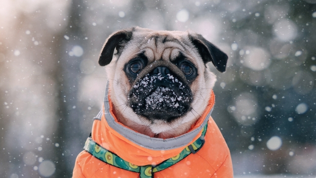 Αγαπούν οι σκύλοι το κρύο; Πώς κάνουμε τις βόλτες τους ασφαλείς