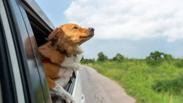 Γιατί οι σκύλοι αγαπούν να βγάζουν το κεφάλι τους έξω από τα παράθυρα του αυτοκινήτου
