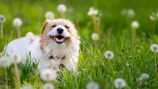 Say cheese! Υγιές στόμα για τον σκύλο και τη γάτα με τα καλύτερα προϊόντα για την οδοντική φροντίδα