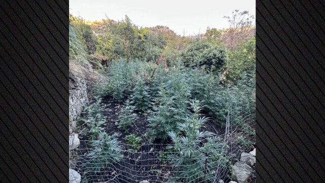 Εξιχνιάστηκε η υπόθεση της μεγάλης χασισοφυτείας στο Αμάρι του Ρεθύμνου, συνελήφθησαν τέσσερα άτομα