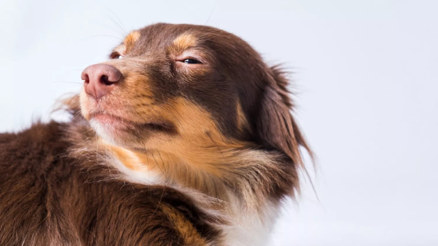 Δείτε αν ο σκύλος μας μπορεί να καταλάβει πότε του λέμε ψέματα