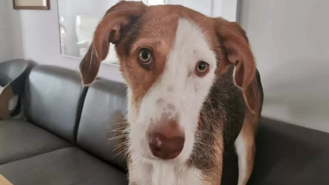 Η πανέμορφη και τρυφερή Τσίκα εγκαταλείφθηκε όταν ήταν μωρό. Αν την υιοθετήσετε, θα σας κλέψει την καρδιά