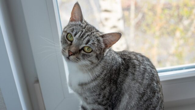 Τι γίνεται αν δεν νιώσετε αμέσως συναισθηματικό δέσιμο με το νέο σας κατοικίδιο