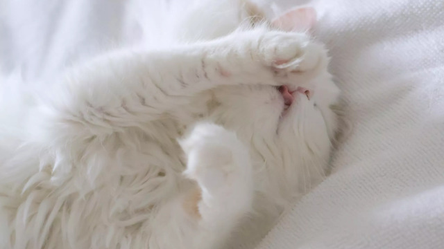 Κρύβει η γάτα σας το πρόσωπό της όταν κοιμάται; Ποιοι είναι οι λόγοι