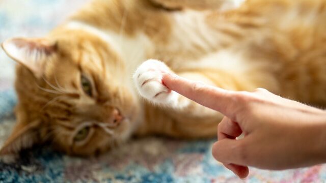 Τι θέλει να μας πει η γάτα μας όταν μας αγγίζει με το πόδι της
