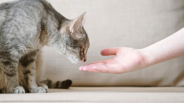 Από την αδιαφορία στην αγάπη: Τα 5 στάδια που περνά μια γάτα μέχρι να αγαπήσει έναν άνθρωπο