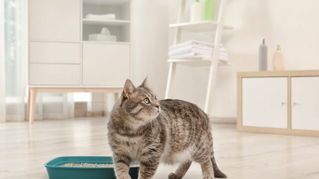 Ουρεί η γάτα σας σε διάφορα μέρη στο σπίτι; 7 λάθη που εμείς κάνουμε και συμπεριφέρεται έτσι