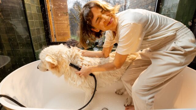 Παθαίνει ο σκύλος σας zoomies μετά το μπάνιο; Αυτοί είναι οι πιο πιθανοί λόγοι