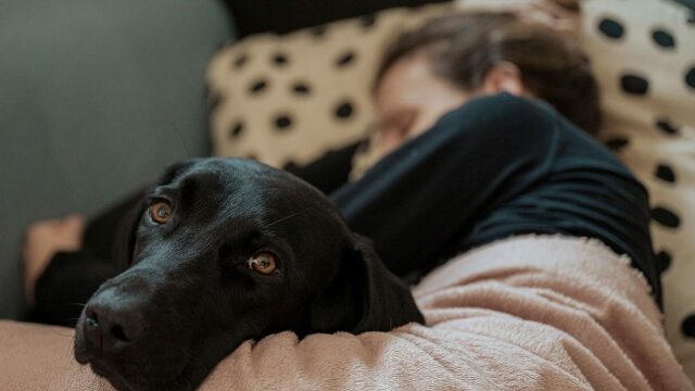 Καταλαβαίνει ο σκύλος μας πότε είμαστε άρρωστοι; Πώς αντιδράει