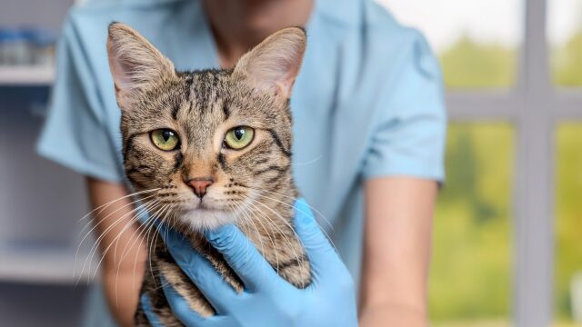 Αν το κατοικίδιό σας σταματήσει να κάνει αυτό, ζητήστε αμέσως βοήθεια
