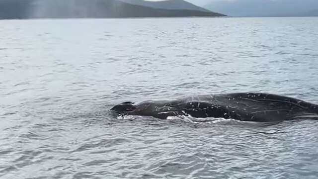 Φάλαινα στον Παγασητικό: Πιθανώς τραυματισμένη και σε κίνδυνο λέει το Λιμεναρχείο Βόλου