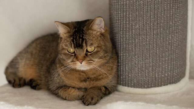 Με ποιον τρόπο αντιδρούν οι γάτες όταν πεθαίνει ένα άλλο κατοικίδιο στο σπίτι