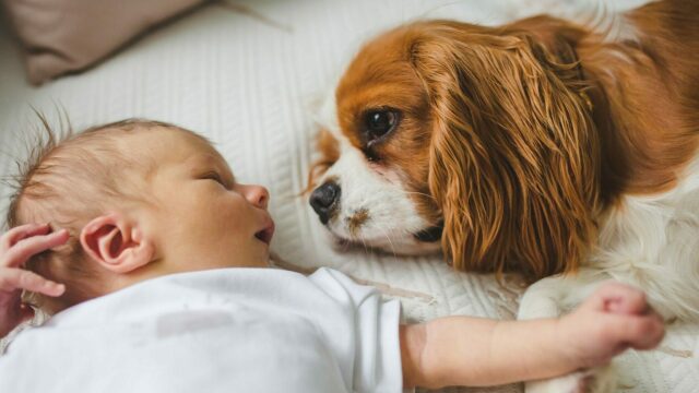 Πώς βλέπουν οι σκύλοι τα μωρά – Γιατί τα αντιμετωπίζουν διαφορετικά