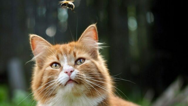 Γιατί οι γάτες κάνουν παράξενους ήχους όταν βλέπουν έντομα