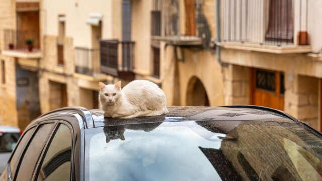 Οι λόγοι που οι αδέσποτες γάτες επιλέγουν να κάθονται πάνω στα αυτοκίνητα