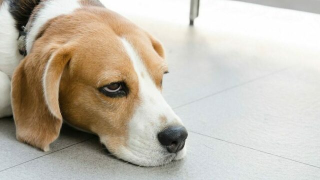 Οι 5 συμπεριφορές μας που εκνευρίζουν τον σκύλο μας