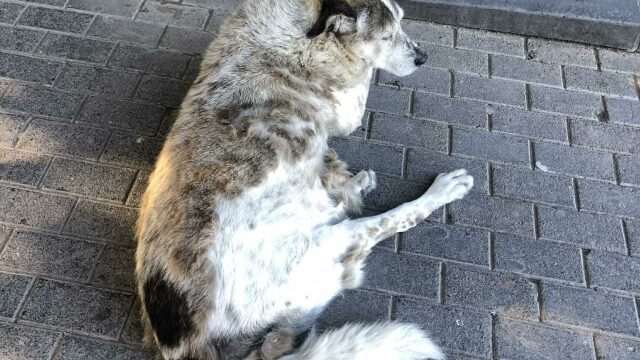 Συγκίνηση για τον Τάσο, τον αδέσποτο σκύλο που αγάπησε όλη η Χαλκίδα και που δεν ζει πια