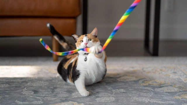 Τα καλύτερα παιχνίδια της αγοράς για τον σκύλο και τη γάτα σας