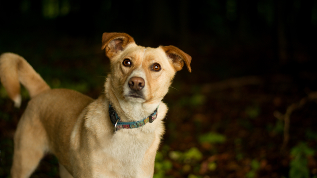 Γιατί γυαλίζουν τα μάτια των σκύλων στο σκοτάδι