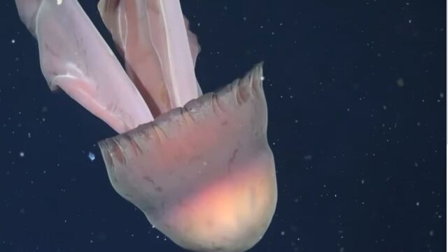 Ερευνητές ανακάλυψαν μέδουσα που φτάνει σε μέγεθος όσο ένα σχολικό λεωφορείο - Δείτε το βίντεο