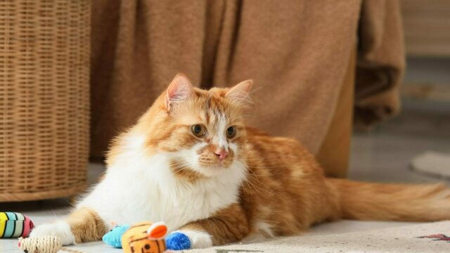 Γιατί δεν αρέσει στη γάτα μας να παίζει - Τι μπορούμε να κάνουμε